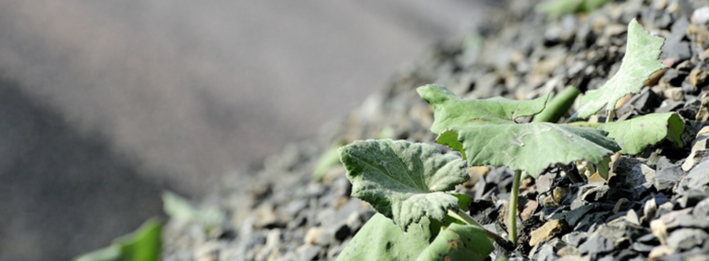 Bürgerinitiative Pro Teuto e. V.