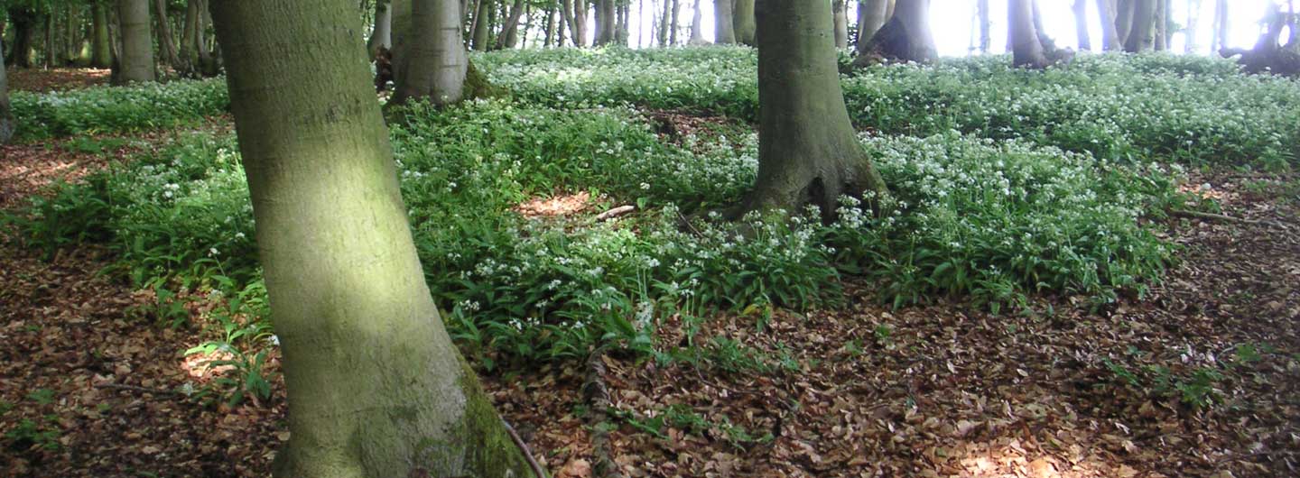 Bürgerinitiative Pro Teuto e. V.