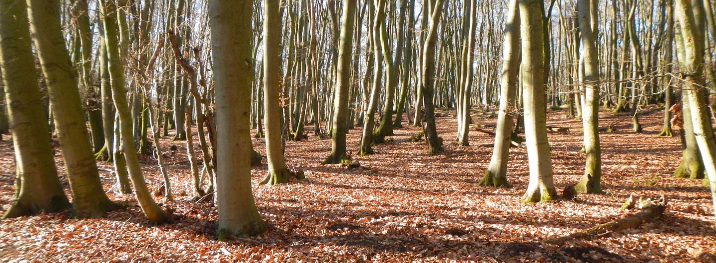 Bürgerinitiative Pro Teuto e. V.