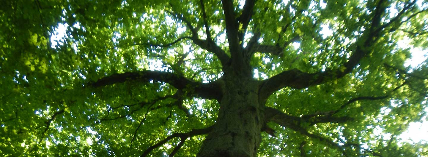 Bürgerinitiative Pro Teuto e. V.