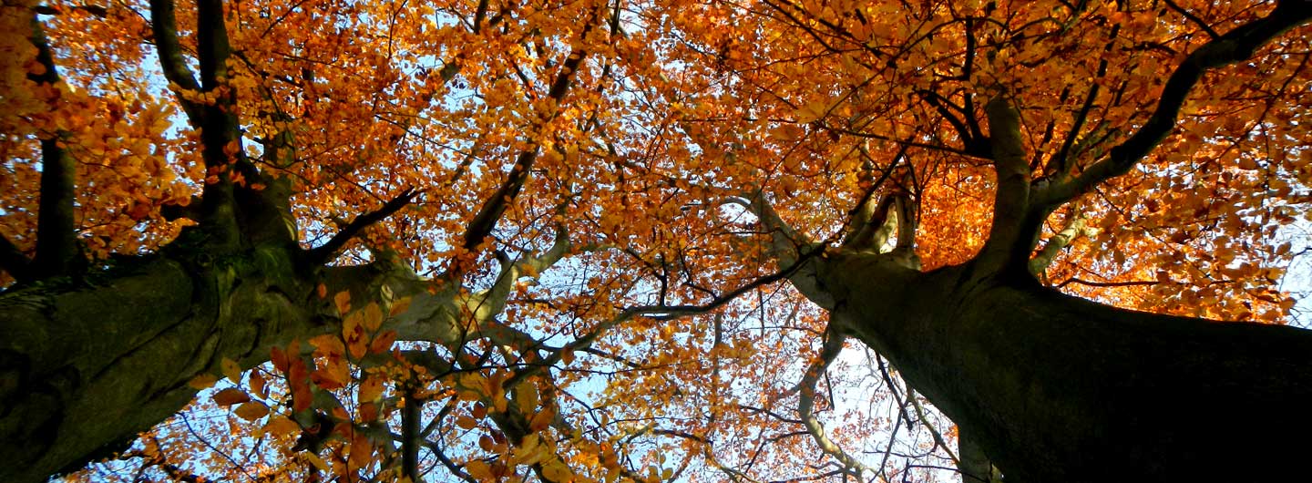 Bürgerinitiative Pro Teuto e. V.